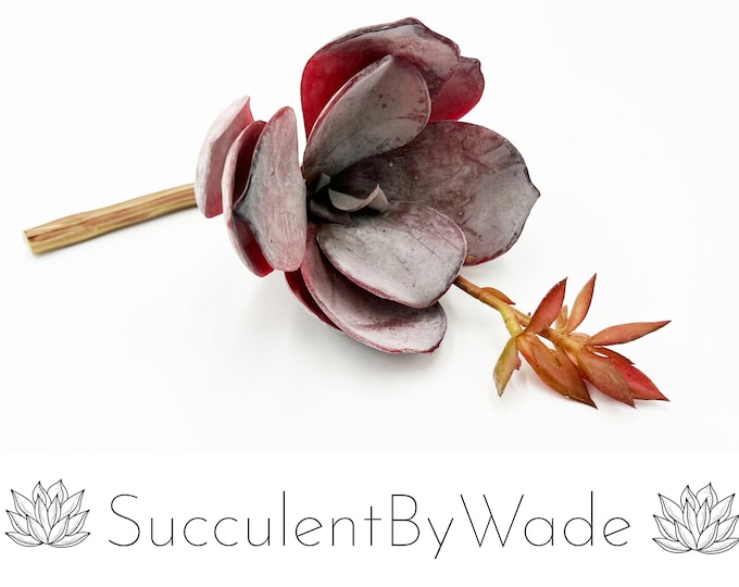 Faux Succulent Pick - Echeveria