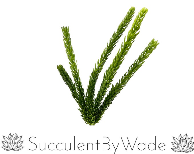 Faux Succulent Pick - Senecio