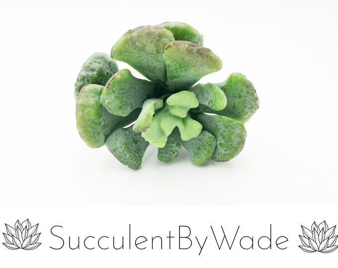 Faux Succulent Pick - Coral Reef Succulent