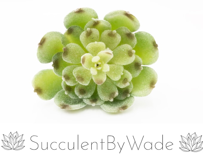 Faux Succulent Pick - Echeveria
