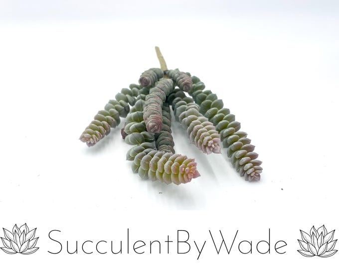 Faux Succulent Pick - Donkey Tail