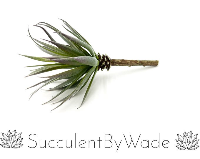 Faux Tillandsia Pick - Naturally Inspired Series