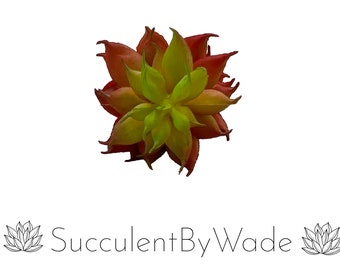 Faux Succulent Pick - Echeveria