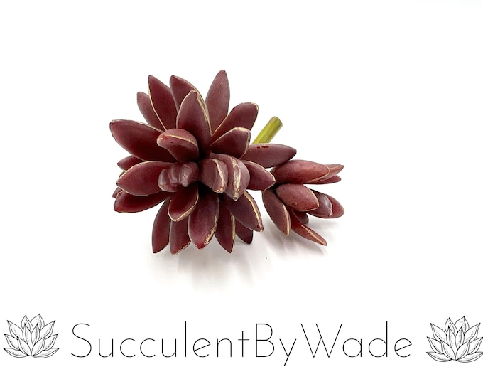Faux Succulent Pick - Pachyphytum - Naturally Inspired Series