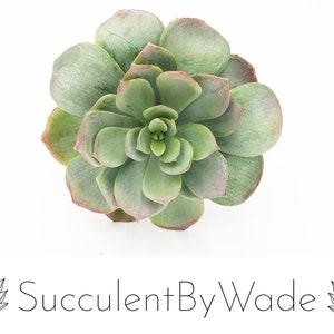 May include: A close-up of a green succulent plant with a rosette shape. The plant has fleshy leaves with a slight reddish hue around the edges.