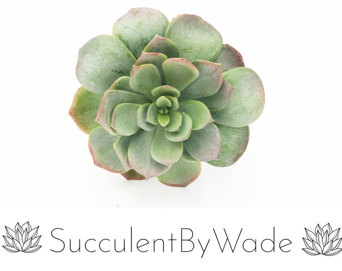Faux Succulent Pick - Echeveria
