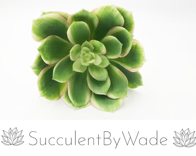 Faux Succulent Pick - Echeveria