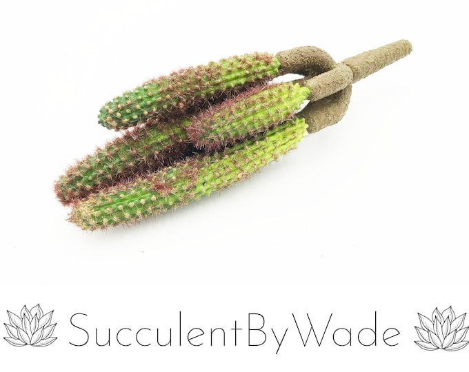 Faux Cactus Pick - Finger Cactus