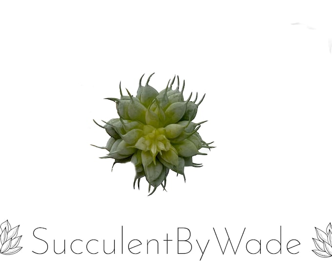 Faux Succulent Pick - Echeveria