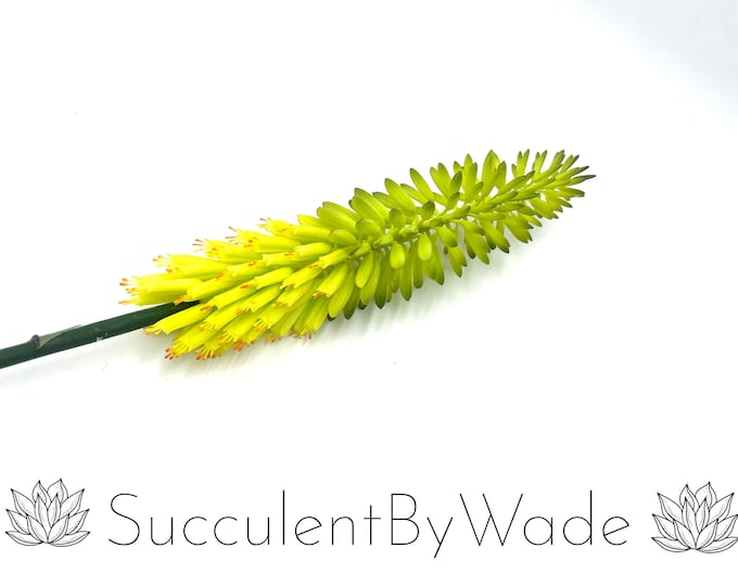 Faux Succulent Pick - Agave Cactus