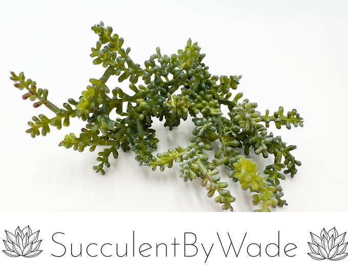 Faux Succulent Pick - Sedum