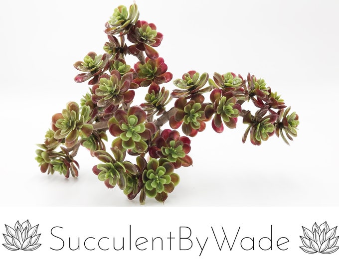 Faux Succulent Pick - Sedum