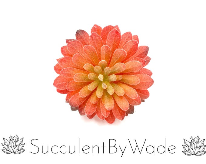 Faux Succulent Pick - Aeonium