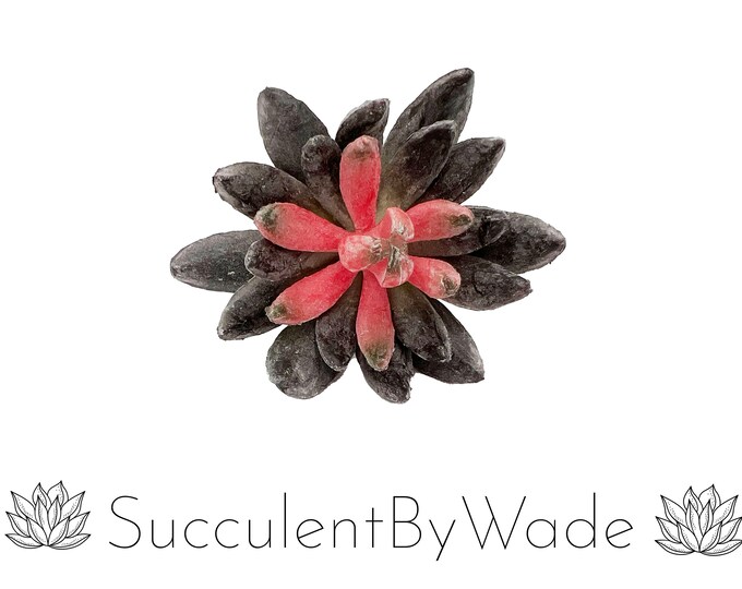 Faux Succulent Pick - Echeveria