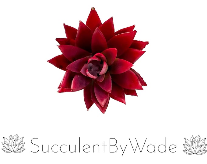 Faux Succulent Pick - Echeveria