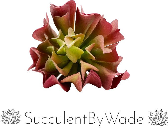 Faux Succulent Pick - Echeveria