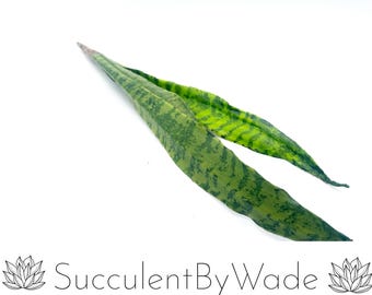Imitat-Aloe-Pick