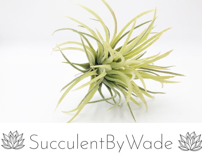 Faux Tillandsia Pick
