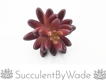 Escolha Suculenta Falso - Aeonium