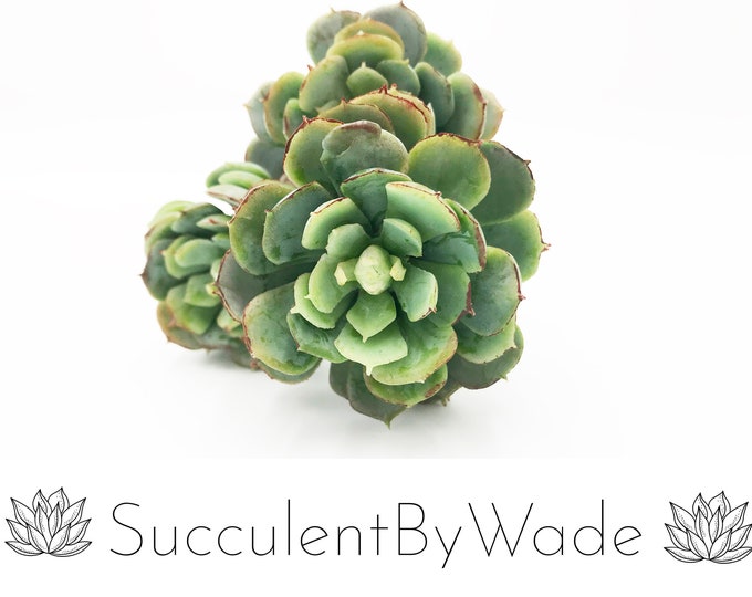 Faux Succulent Pick - Hen and Chick