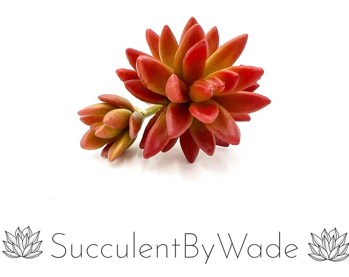 Faux Succulent Pick - Pachyphytum - Naturally Inspired Series
