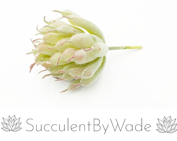 Faux Succulent Pick - Dudlea