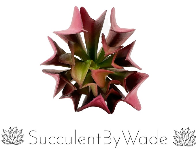 Faux Succulent Pick - Echeveria