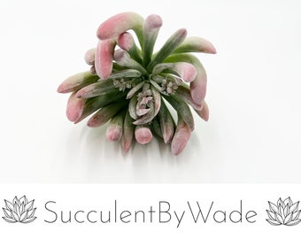 Escolha Suculenta Falso - Aeonium