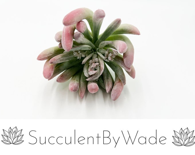 Faux Succulent Pick - Aeonium