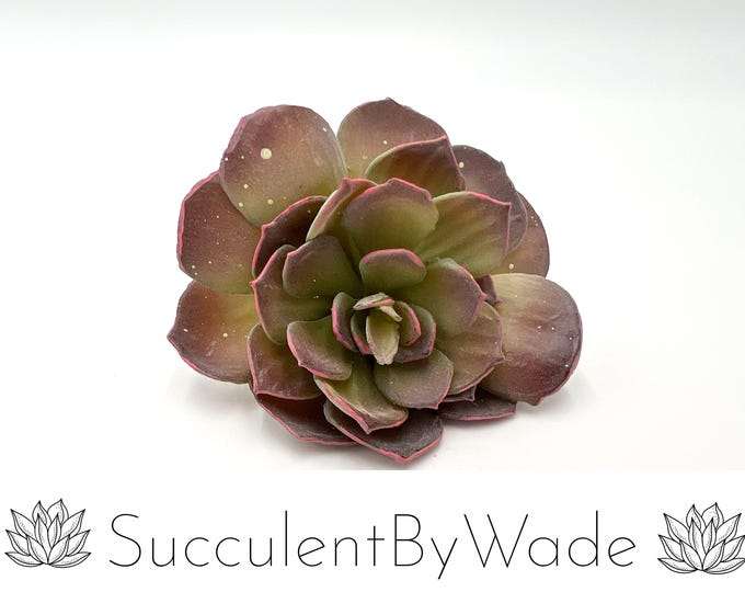 Faux Succulent Pick - Echeveria - Naturally Inspired Series