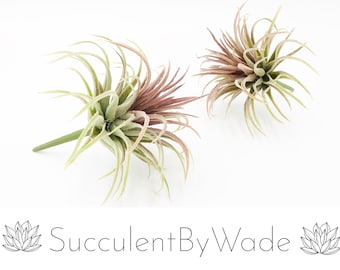 Faux Tillandsia Pick