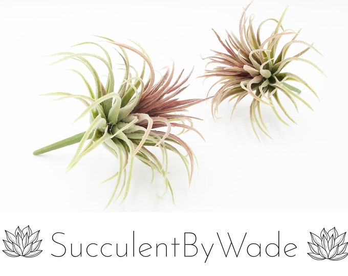 Faux Tillandsia Pick