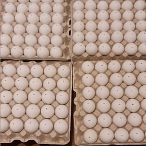 Ausgeblasene Hühner Eier 1o Stück - weiß oder grün- Ostereier - Pysanky - Eggs  Weiße Eierschalen.   Hühnereierschalen Packung 10 Stück