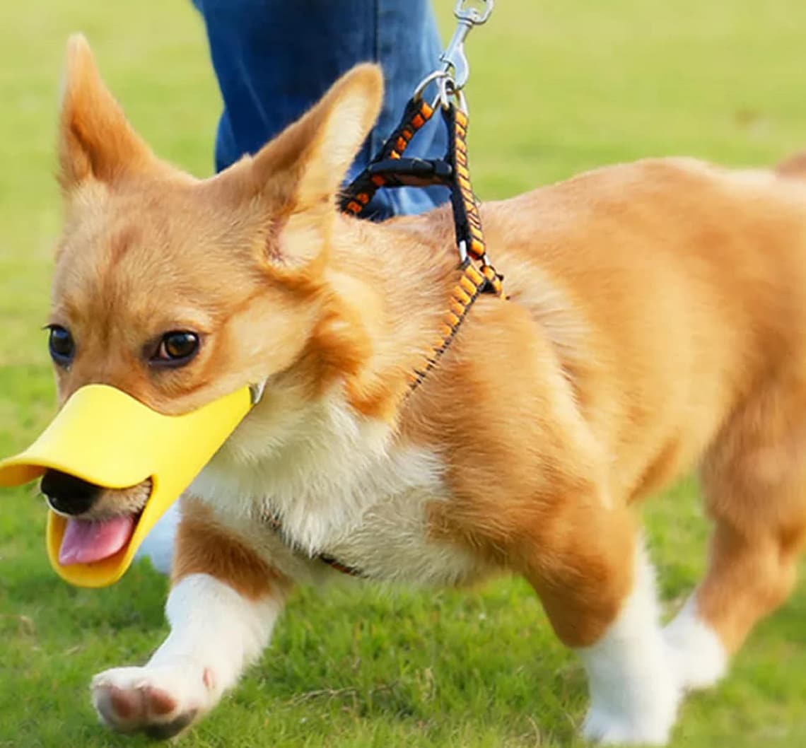 cute puppy muzzle cute puppy muzzle
