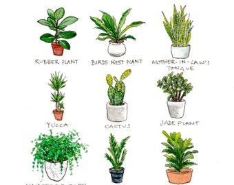 Pot Plants Watercolour Print, Wall Art, Painting