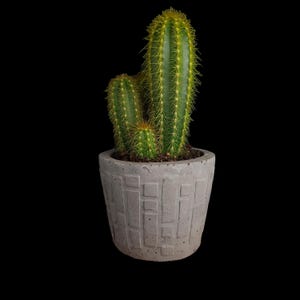 Geometric Concrete Planter: Modern Succulent & Cactus Pot