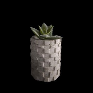 May include: A small succulent plant in a white concrete planter with a textured design. The planter is cylindrical and has a rough, unfinished look.