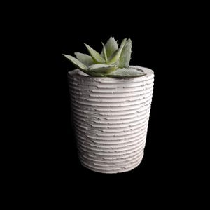 Könnte beinhalten: Ein weißer Keramiktopf mit strukturiertem, geripptem Design. Eine kleine grüne Sukkulente wächst im Topf.
