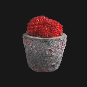 Könnte beinhalten: Eine rote Kakteenpflanze in einem grauen, strukturierten Topf. Der Topf hat eine raue, unebene Oberfläche.