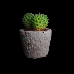 May include: A small green cactus plant in a grey textured pot. The pot has a rough, uneven surface.