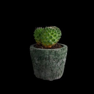 Könnte beinhalten: Eine kleine grüne Kaktuspflanze mit stacheligen Blättern in einem dunkelgrünen, strukturierten Topf.