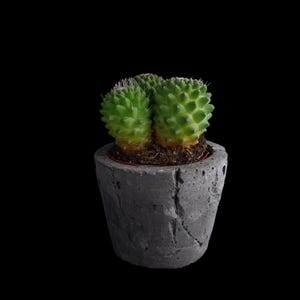 Könnte beinhalten: Eine kleine grüne Kaktuspflanze in einem grauen Betontopf. Der Kaktus hat eine abgerundete Form und ist mit kleinen Stacheln bedeckt.