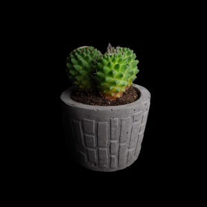 Könnte beinhalten: Eine kleine grüne Kaktuspflanze in einem grauen Betontopf mit einem strukturierten Design.