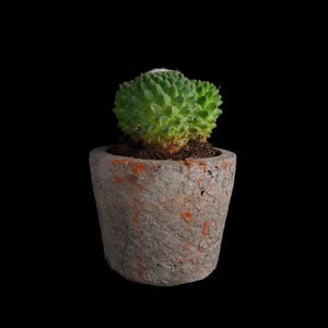 Handcrafted Concrete Succulent Pot: Rustic Orange Accent Planter