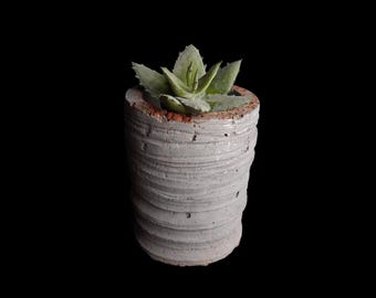 May include: A small succulent plant in a gray concrete planter with a brown rim. The planter has a textured, layered design.