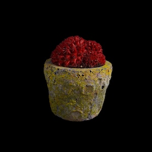 Könnte beinhalten: Eine rote Kakteenpflanze in einem gelben und grünen, strukturierten Topf. Der Topf hat eine raue, unebene Oberfläche.