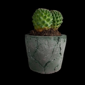 Könnte beinhalten: Eine kleine grüne Kaktuspflanze mit zwei Köpfen, die in einem grünen Betontopf mit strukturierter Oberfläche wächst.