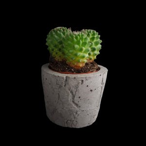 Könnte beinhalten: Eine kleine grüne Kaktuspflanze in einem grauen Betontopf. Der Topf hat eine raue, strukturierte Oberfläche.