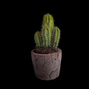 May include: A potted cactus plant with multiple stems in a textured, dark red pot. The cactus is green with yellow spines.
