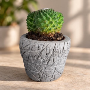 Op de afbeelding: Een kleine, levendig groene cactus met een textuurrijke, ronde bovenkant staat in een grijze, cilindervormige betonnen plantenbak. De bak heeft een opvallend, diep ingesneden geometrisch patroon van lijnen op het oppervlak.